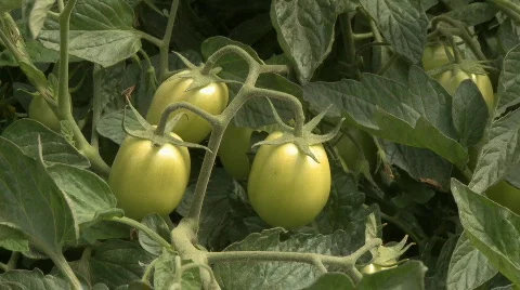 Tomatoes in the field Stock Footage 658118