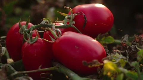 Tomatoes on the field Video stock 94907871