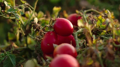 Tomatoes on the field Video stock 94908238