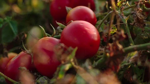 Tomatoes on the field Video stock 94908358