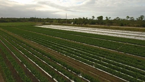 Tomatoes field Stock Footage 100614450