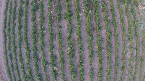 Tomatoes field Stock Footage 129816932