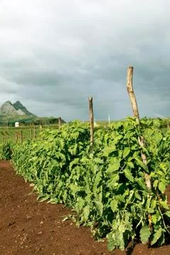 Tomatoes field 库存照片