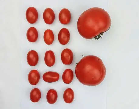 Tomatoes flat lay pattern on white background Stock Photos