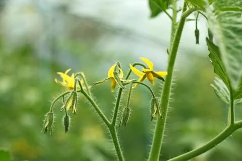 Tomatoes flowering Stock Photos