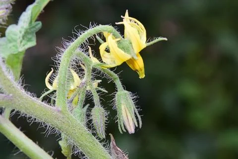 Tomatoes flowers Stock Photos