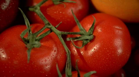 Tomatoes 스톡 동영상 376401