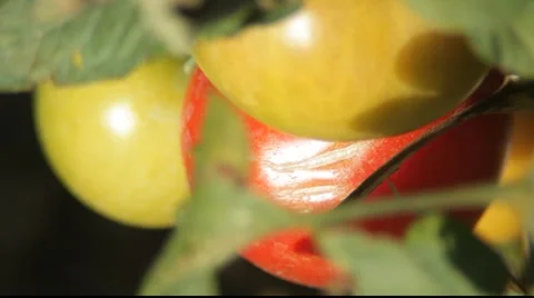 Tomatoes Stock Footage 921194