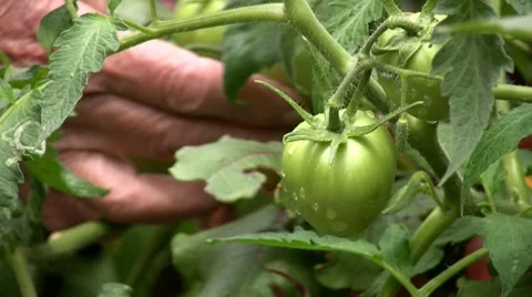 Tomatoes Stock-Footage 7752392