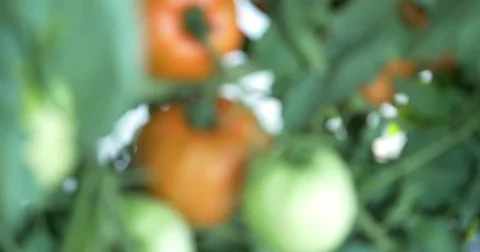 Tomatoes Video stock 75382669