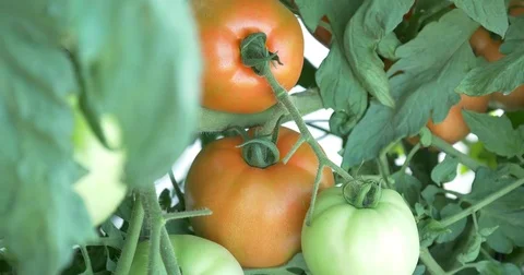 Tomatoes Stock Footage 75382754