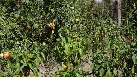 Tomatoes 스톡 동영상 82391934