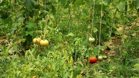 Tomatoes Stockbeeldmateriaal 83959836
