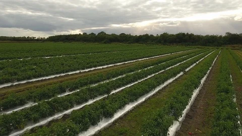 Tomatoes Stock Footage 100614145