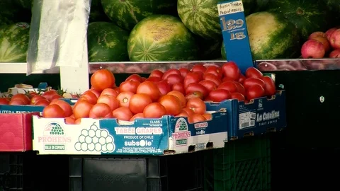 Tomatoes Stock Footage 108554358