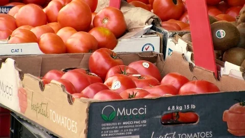 Tomatoes Stock Footage 108554378
