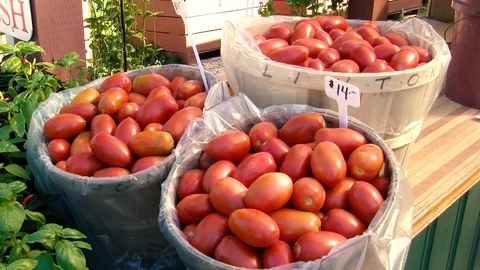 Tomatoes Stock Footage 108554508