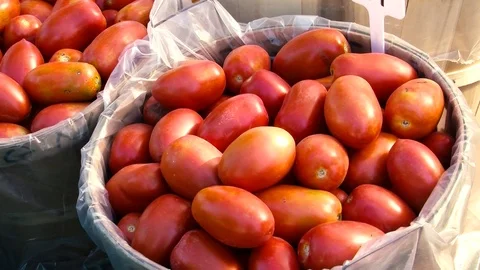 Tomatoes Stock Footage 108554526