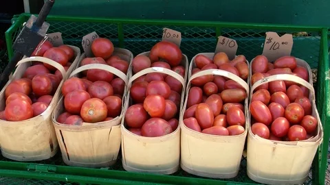 Tomatoes Stock Footage 108554533