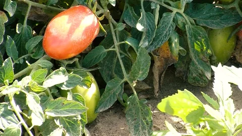 Tomatoes Stock Footage 108554725