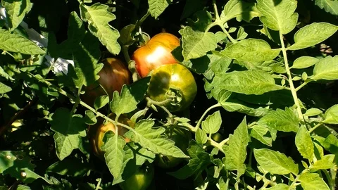 Tomatoes Stock Footage 108554798