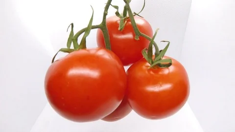Tomatoes Stock Footage 123704973