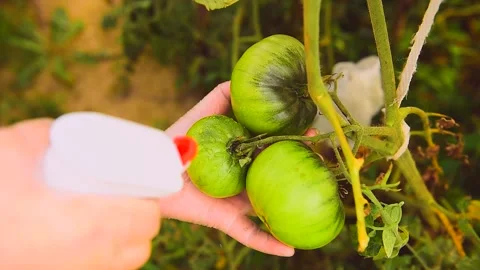 Tomatoes Stock Footage 137392249