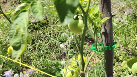 Tomatoes  Stock Footage 246181975