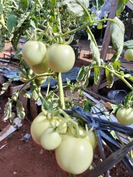 Tomatoes fruit plant Stock Photos