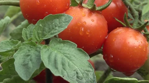 Tomatoes in the garden Stock-Footage 7772385