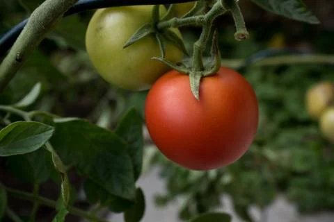 Tomatoes In The Garden. Nice Nature Background Of Food Stock Photos