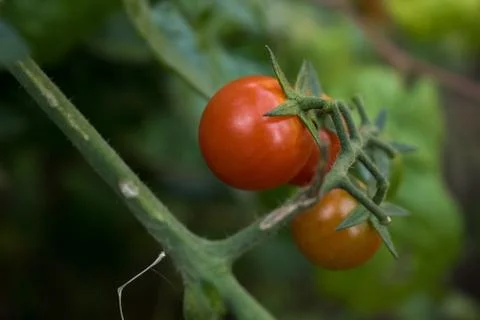 Tomatoes In The Garden. Nice Nature Background Of Food Stock Photos
