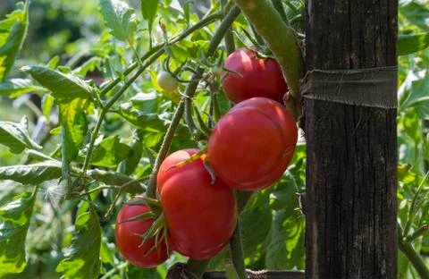 Tomatoes in the garden Stock Photos