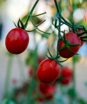 Tomatoes in the garden Stock Photos