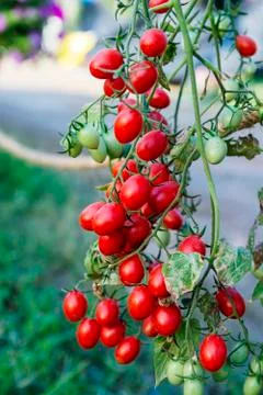 Tomatoes in the garden Stock Photos