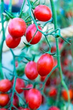 Tomatoes in the garden. Stock Photos