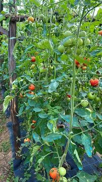 Tomatoes in garden Stock Photos