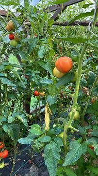 Tomatoes in the garden Stock Photos