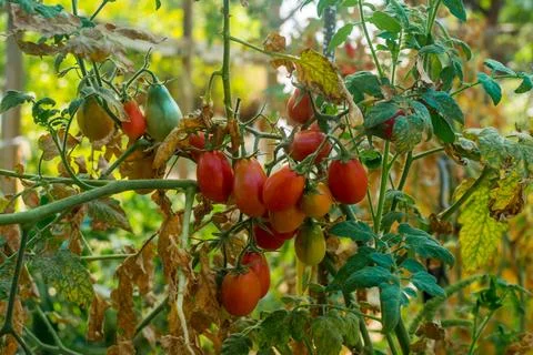 Tomatoes in the garden Stock Photos