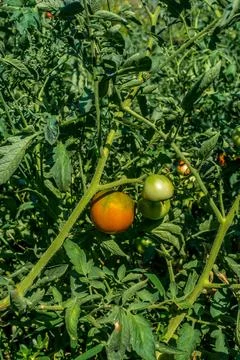 Tomatoes in the garden Foto stock