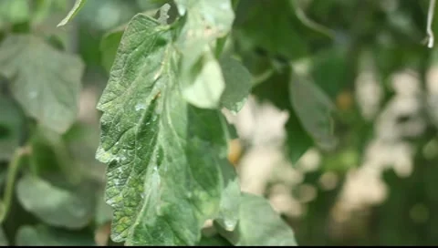 Tomatoes in glasshouse Stock Footage