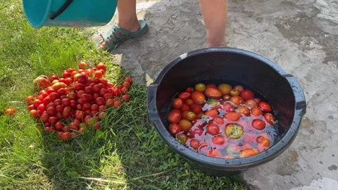Tomatoes on grass and being washed in black bowl Stock Footage 316539536