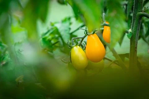 Tomatoes in a grean background Stock Photos
