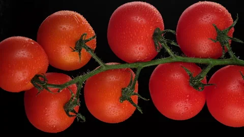 Tomatoes on a green branch closeup. the frame moves from bottom to top Stock Footage 152476533
