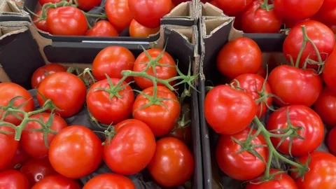 Tomatoes with a green branch Stock Footage 246773302