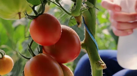 Tomatoes in greenhouse being sprayed with water - close up Stock Footage 56856424