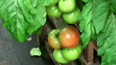 Tomatoes in greenhouse Stock Footage