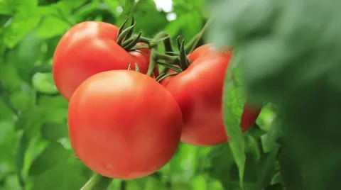 Tomatoes In The Greenhouse Stock Footage