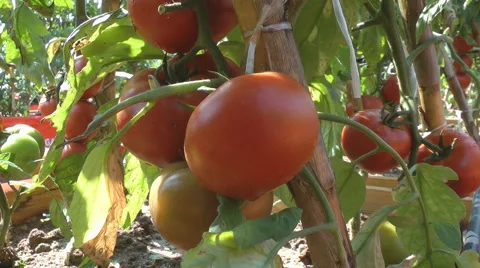 Tomatoes in greenhouse Stock Footage 42380179