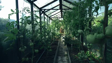 Tomatoes in the greenhouse Video stock 67658505